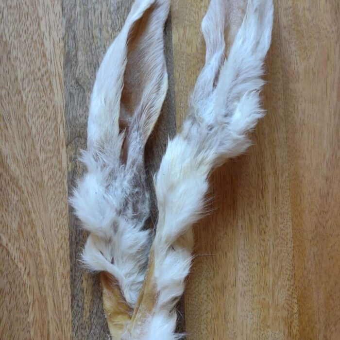 Konijnenoren met Haar