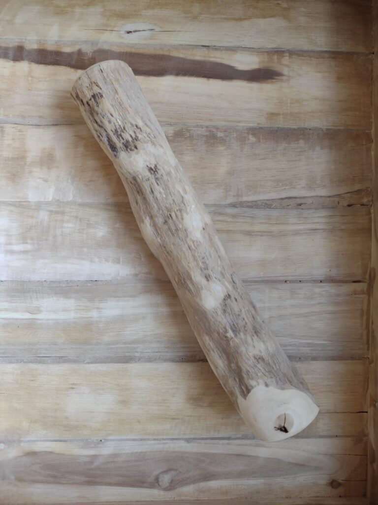 Kofffieboom wortel M