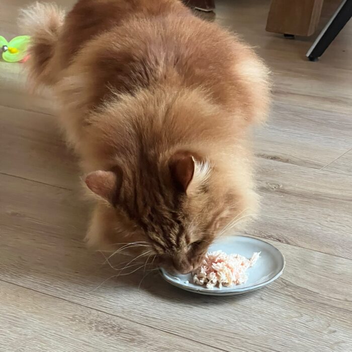 Natvoer Chicken