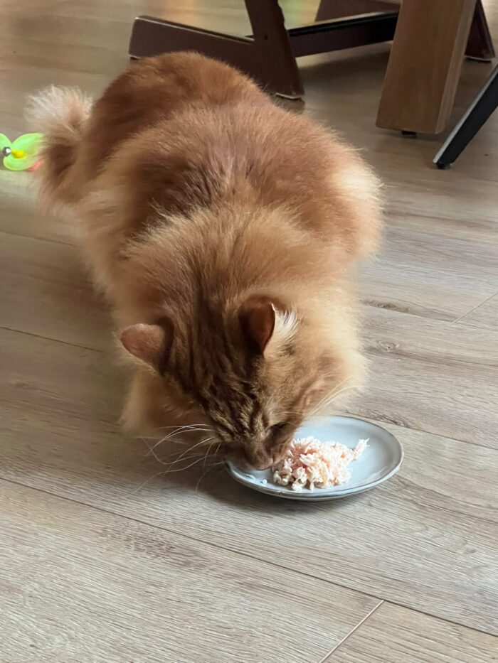 Natvoer Chicken